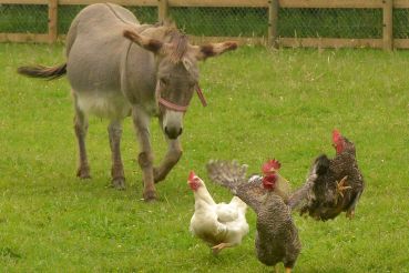 photo-animaux-ferme-hotel-bayeux