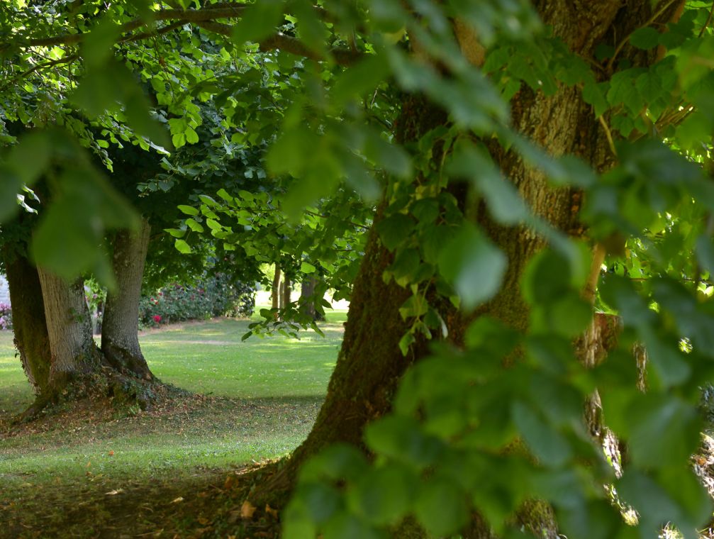 photo-arbres-jardin-que-faire-a-bayeux