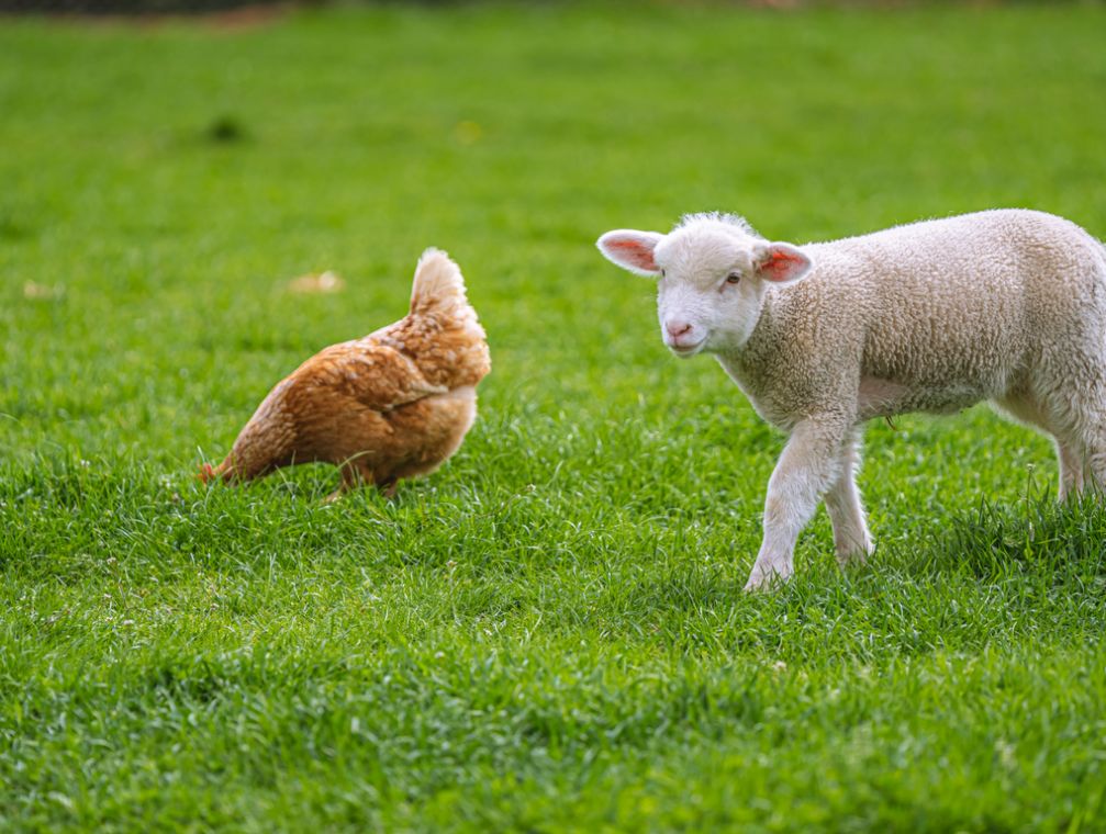 photo-jardin-poule-agneau-chateau-saint-gilles