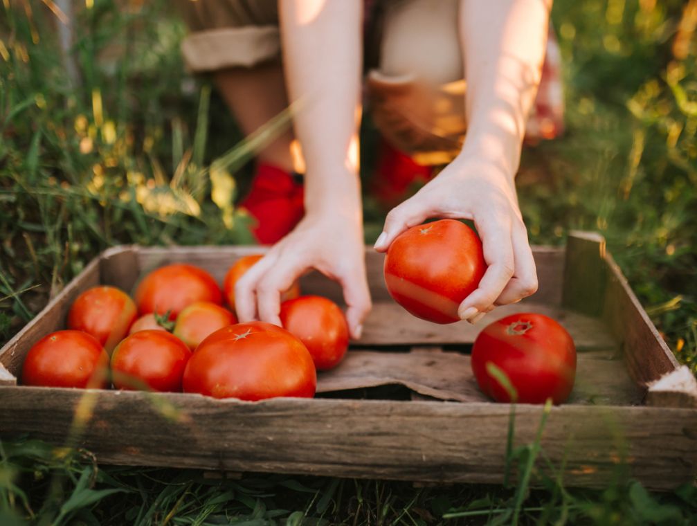 photo-ramassage-tomates-que-faire-a-bayeux